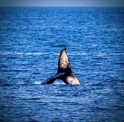 Humpback Whale breaching April 2025! Happy World Whale & Dolphin Day (7/23/25)!!