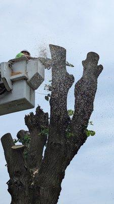 Hoosier Tree Techs