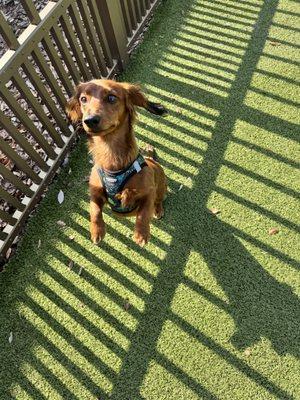 Pluto on one of our walks!