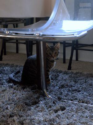 Seattle Animal Shelter