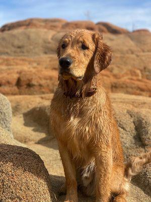 Veterinary Healing Center of El Dorado Hills