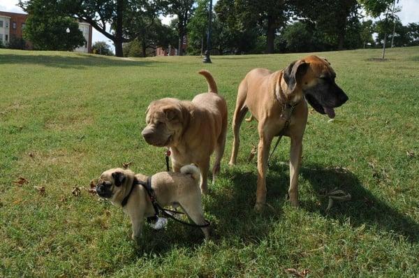 Edgar, Jilin & Roxy on a play date!