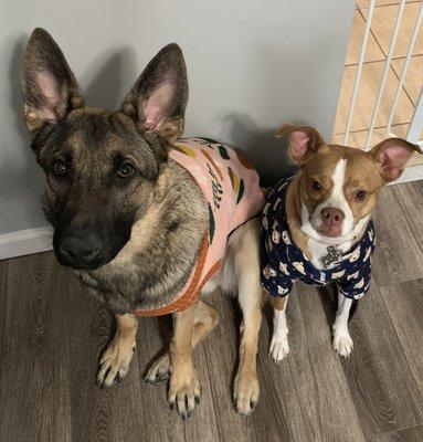 Pawsitive Lifestyle Dog Training