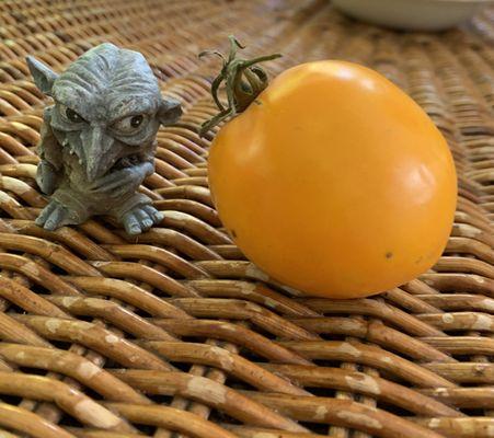 Contrary Mary's Plants & Design