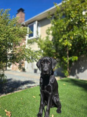 Canine Comprehensive