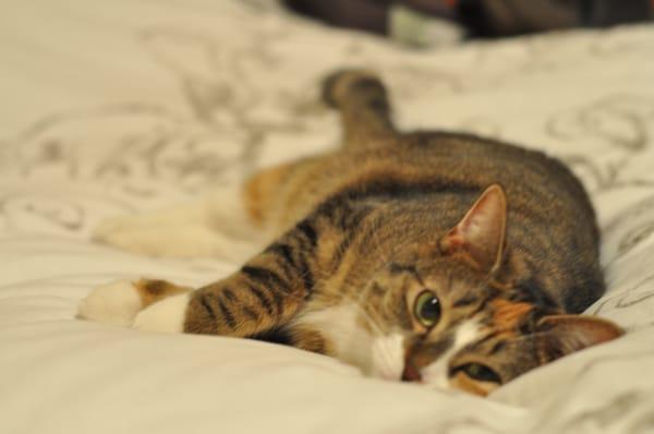 Bone-A-Fide Pet Sitter