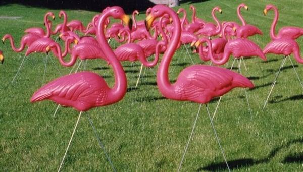 Flamingos By Night