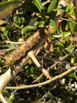 Oak tree caterpillar
