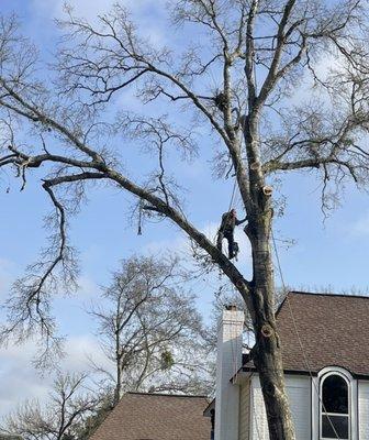 Eco Green Lawn & Tree's