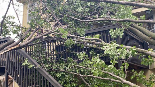 Uncle Stumpy's Stump Beegone & Tree Service