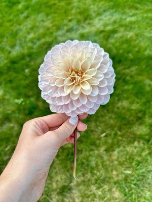 Little River Flower Farm