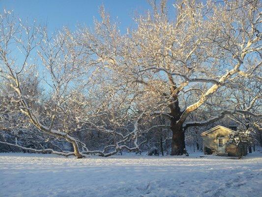 Cox & Company Inc Tree and Landscape Services