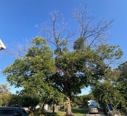 Living Art Tree Care