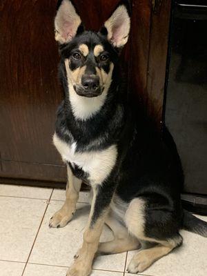 Eunice Animal Hospital