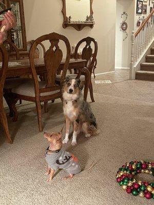 Creature Comfort Shop