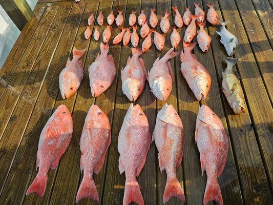 Limit of red snapper in 30 min. Then went for other species.