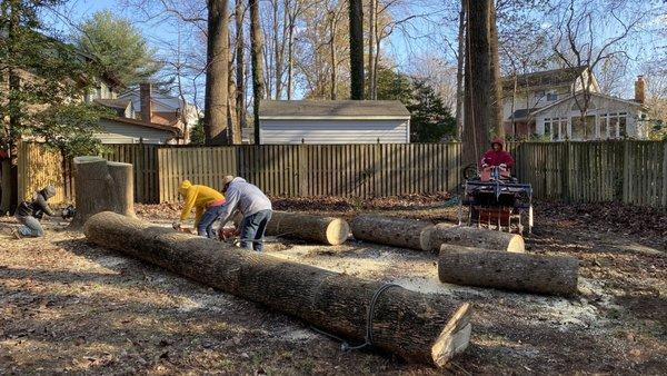 The Original Climber Tree Service