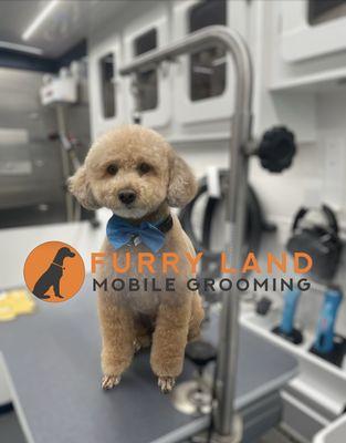 Furry Land Mobile Grooming