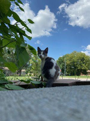 Has any one turned in my cat.? When missing two days ago