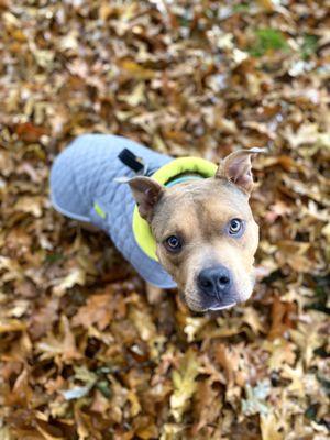 Washington Highschool Dog Park