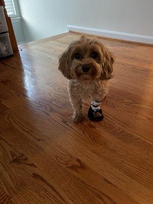 Hillendale Animal Hospital