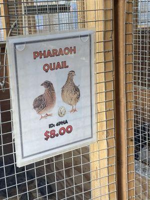 Pratt's Pets - Glendale