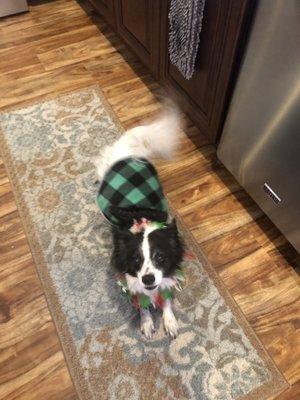 Caitybugs Mobile Grooming