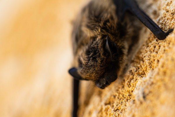 TLC Wildlife Management