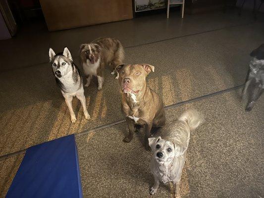 Nails to Tails Pet Care