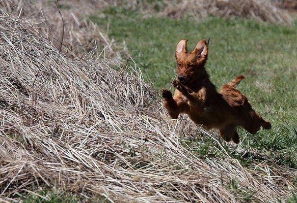 Weller Kennels Dog Obedience