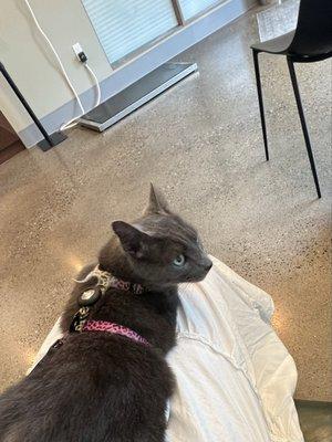 Ravenna Animal Hospital