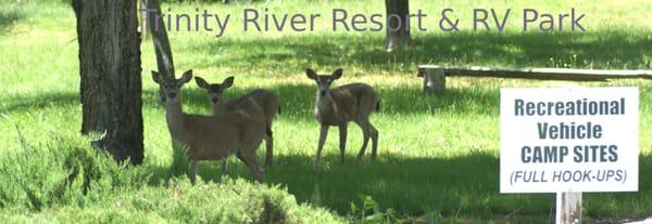 Just a few of our critters : )