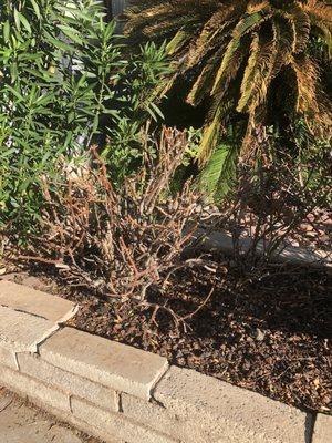 Yocmar Lawn Services