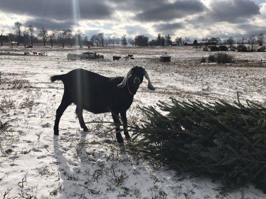 Hoofprint Cheese Company