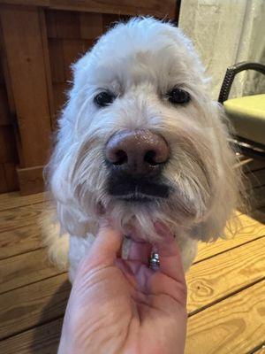 Pet Grooming by Natalia