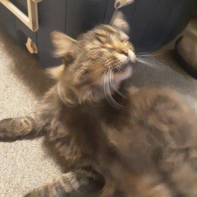 Clarksburg Veterinary Hospital