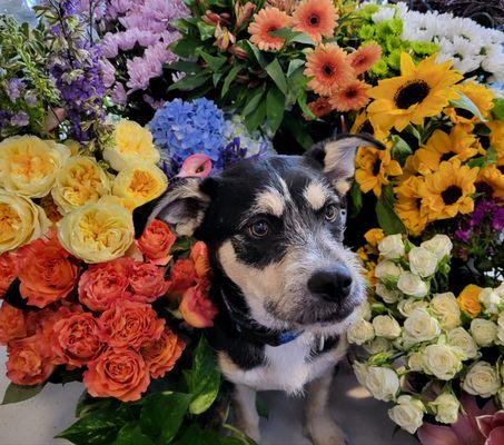 Otis is our shop dog and he loves flowers and our customers!