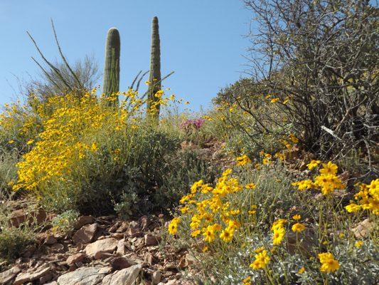 Beautiful desert scenery