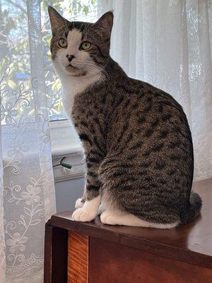 Connecticut Humane Society
