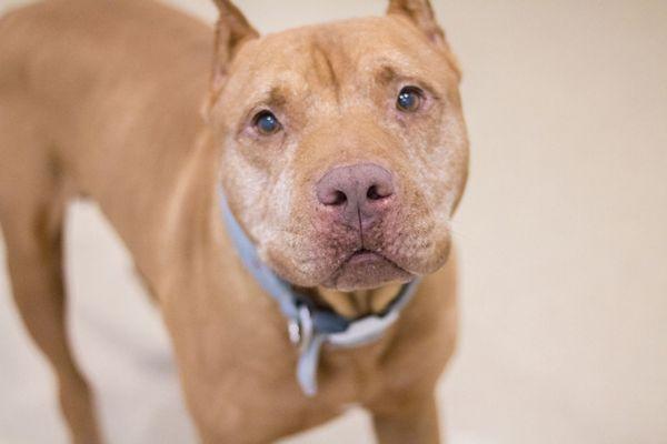 Montgomery County Animal Services and Adoption Center