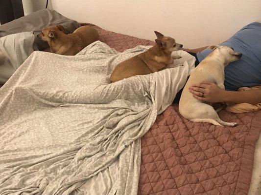 Everybody is ready to sleep :)