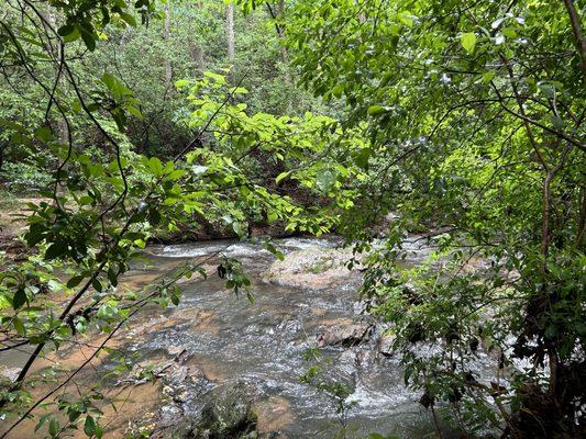 Through the branches