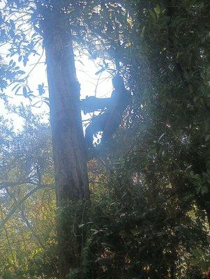 Aurelio Tree Service