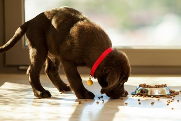Wild About Wellness For Animals