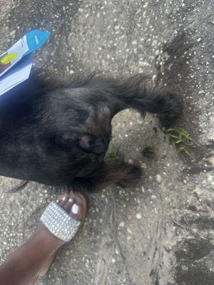 Lola Bell's Pet