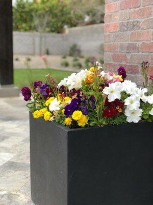 San Tan Valley Landscaping