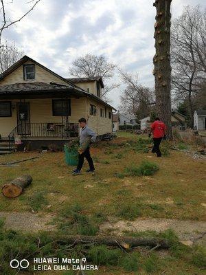 Redwood Tree Service