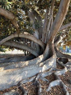 Gold Coast Town Car Services