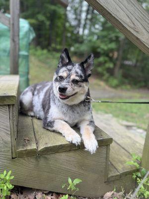 Apex Tails And Nails