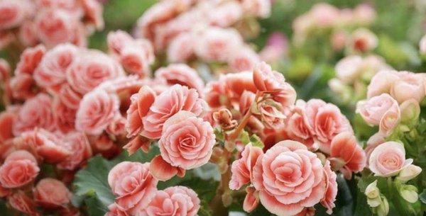 Charlies Chakra Channeling & Reflexology